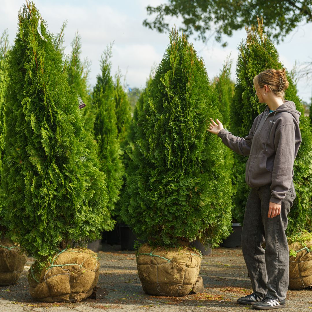 Arborvitae – Emerald Green – 5-6ft – B&B